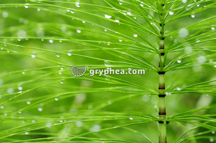 Grande Prêle - détail d'un axe chlorophyllien (Equisetum telmateia) - gryphea.com